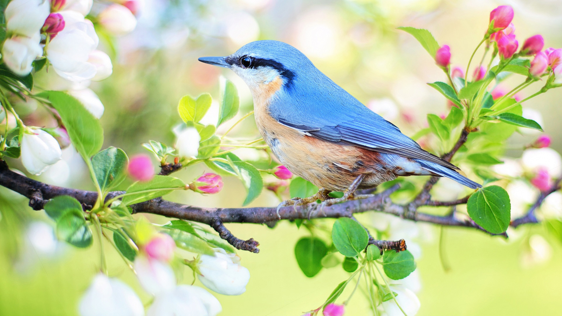萌宠 动物 小鸟天地 鸟