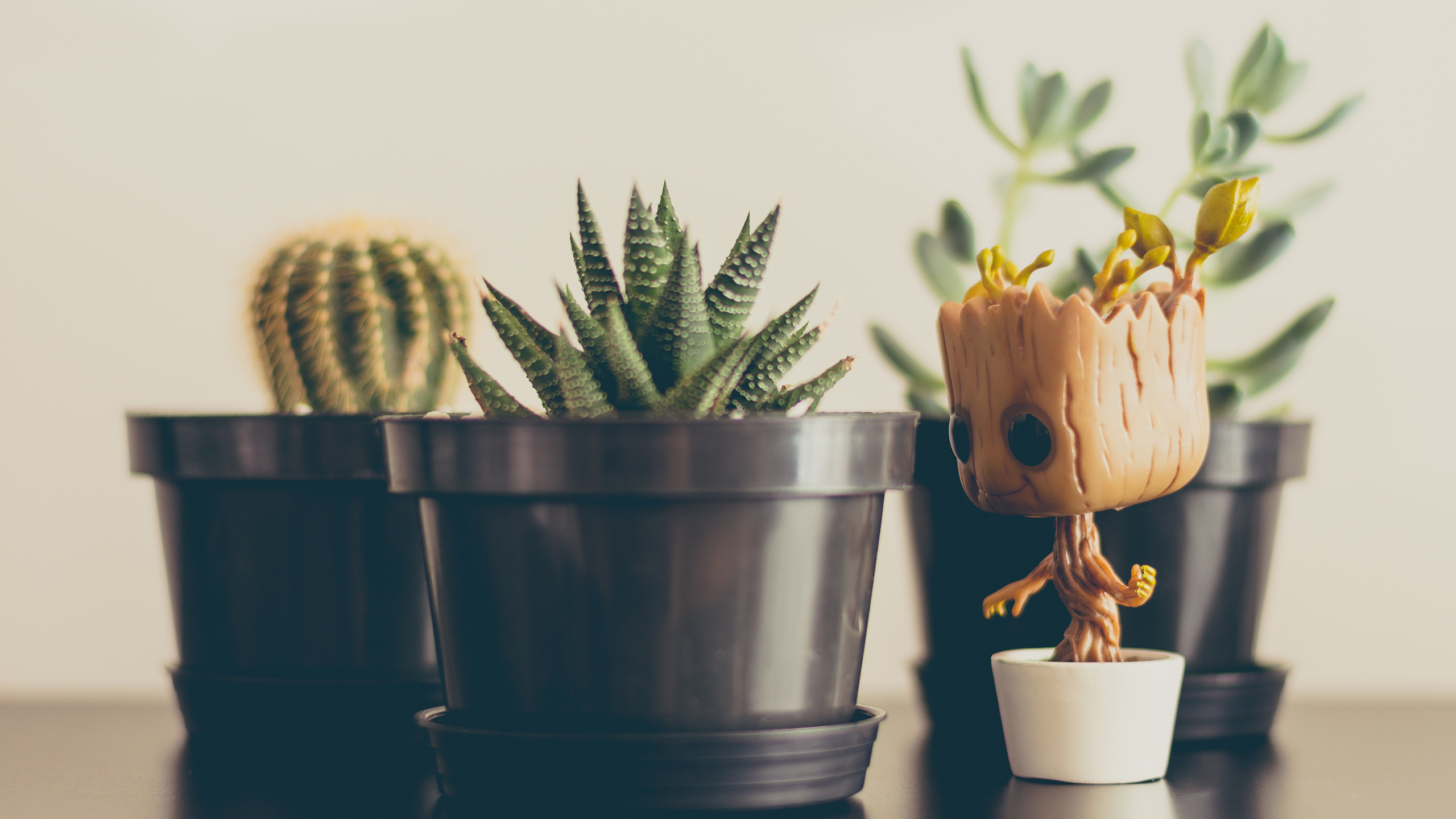 小清新 静物写真 盆栽