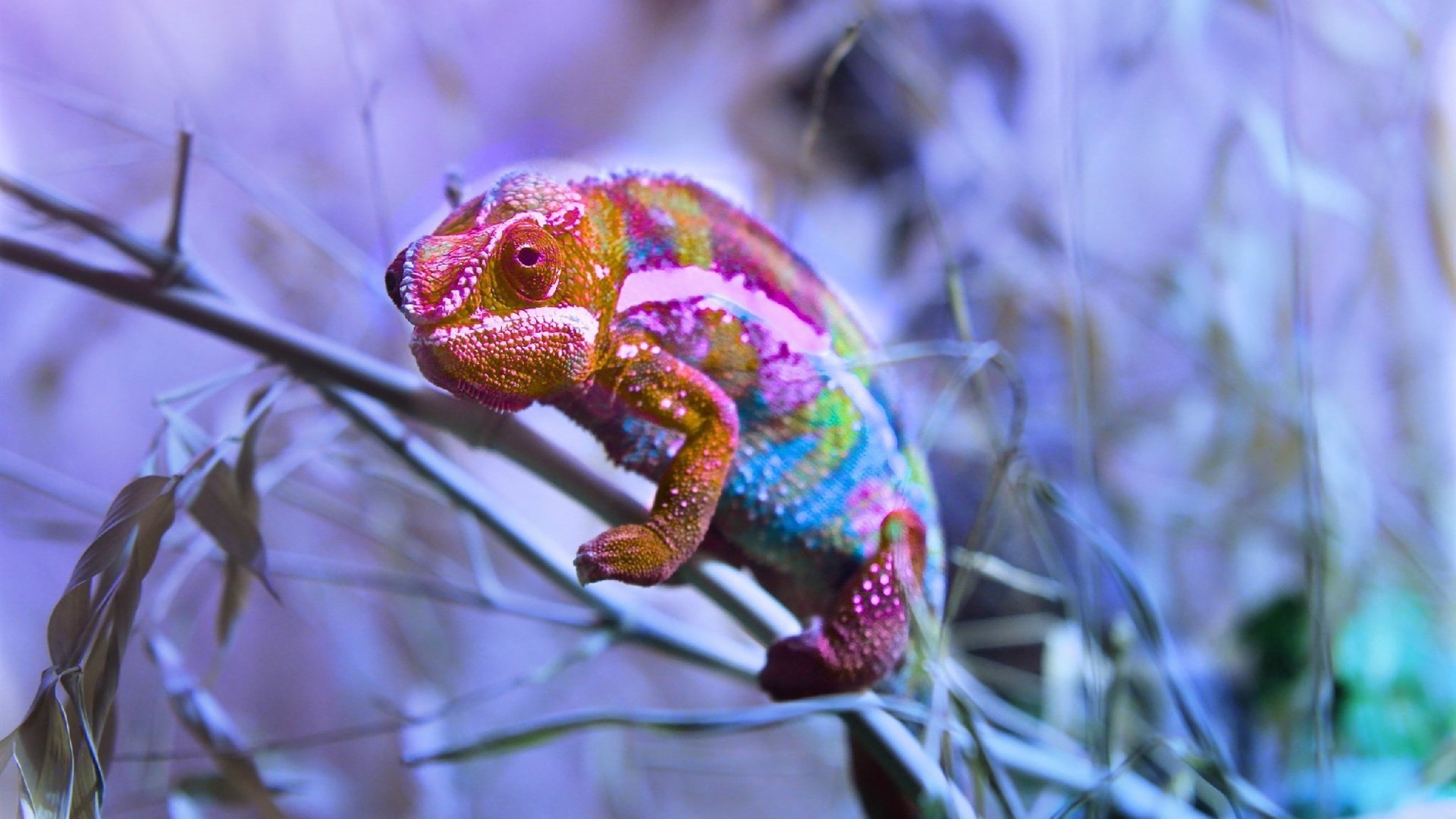 动物 蜥蜴 变色龙 野生动物