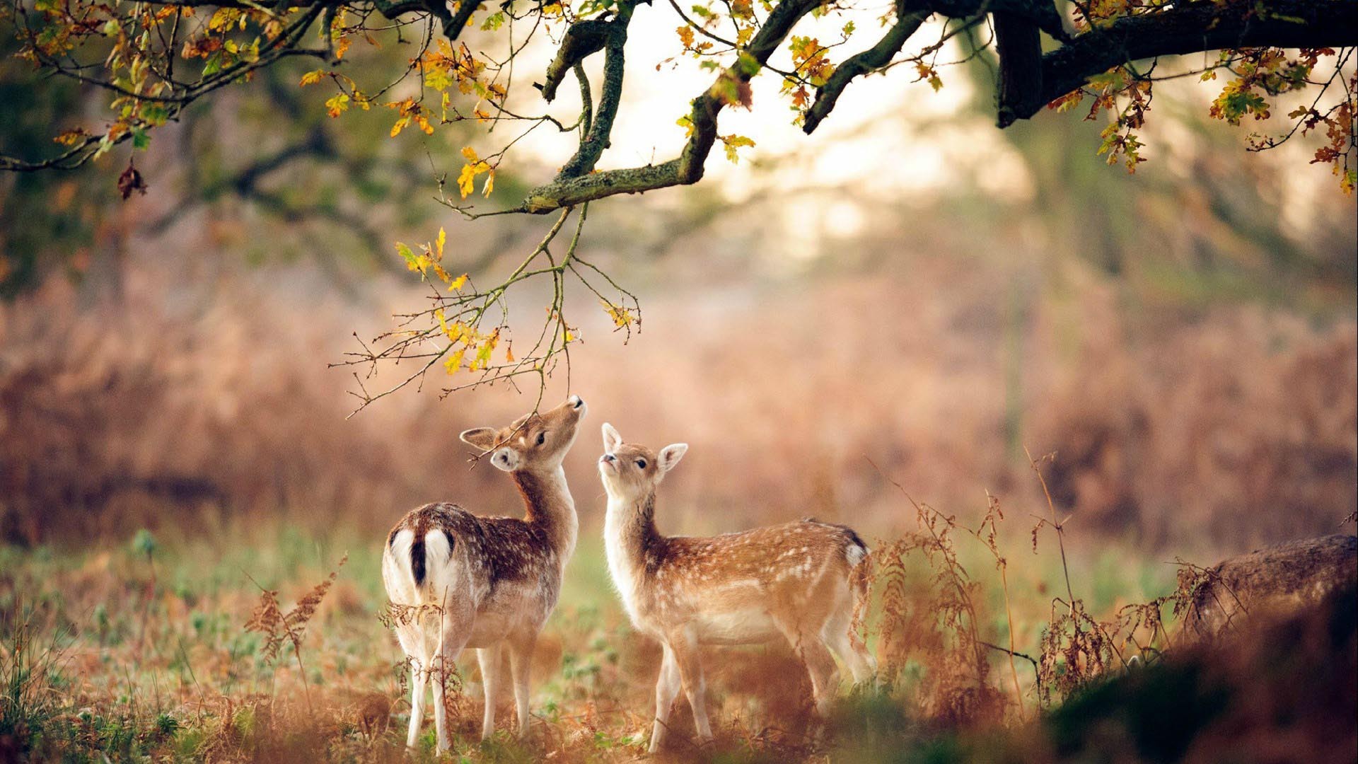 萌宠动物 梅花鹿 唯美