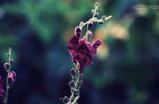 小清新 清新淡雅