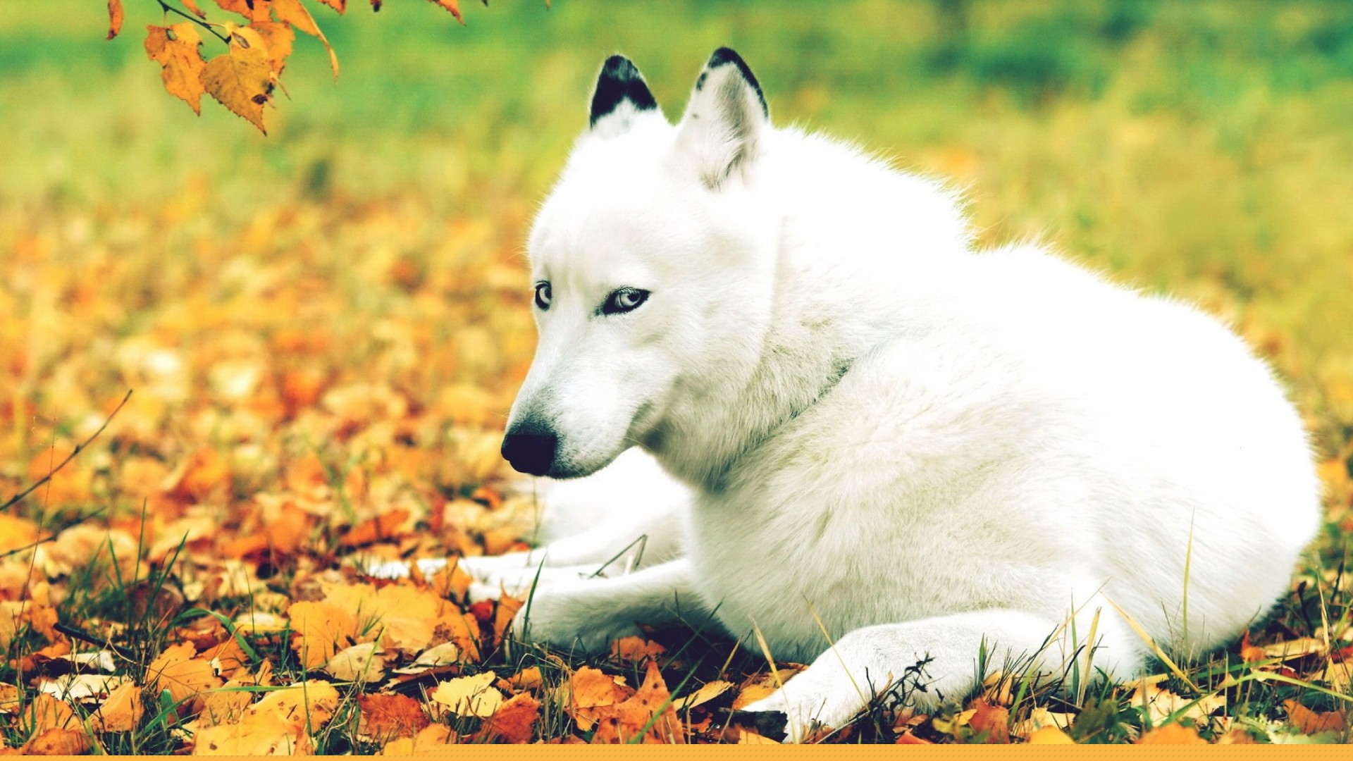 萌宠 汪星人 卖萌图 儿童桌面专用