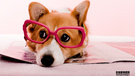 萌宠 汪星人 狗 卖萌 古灵精怪 可爱 觉创摄影 觉创宠物摄影 宠物 儿童桌面专用