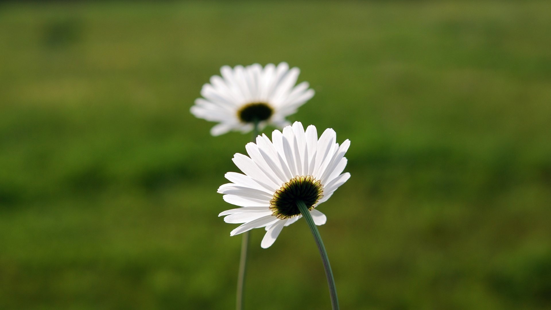 小清新 风景 摄影 儿童桌面专用