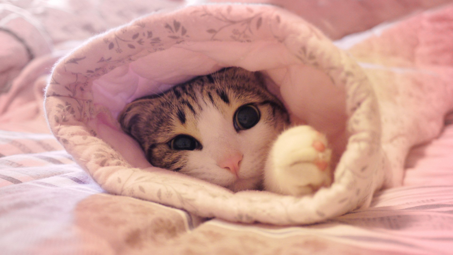 萌宠 动物 可爱 猫 萌 喵星人 儿童桌面专用