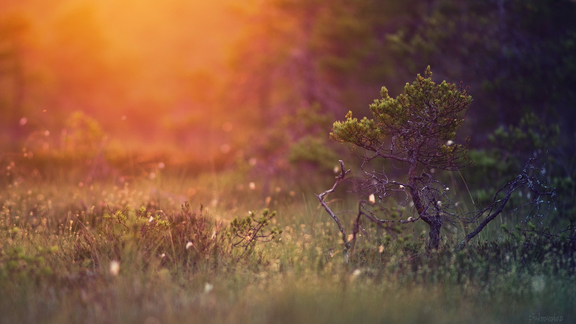 小清新 意境 唯美 非主流 风景 儿童桌面专用