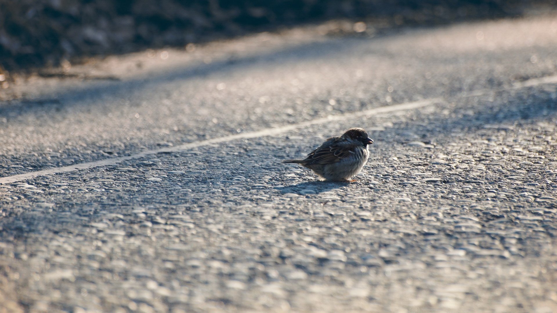 萌宠 动物 小鸟 儿童桌面专用