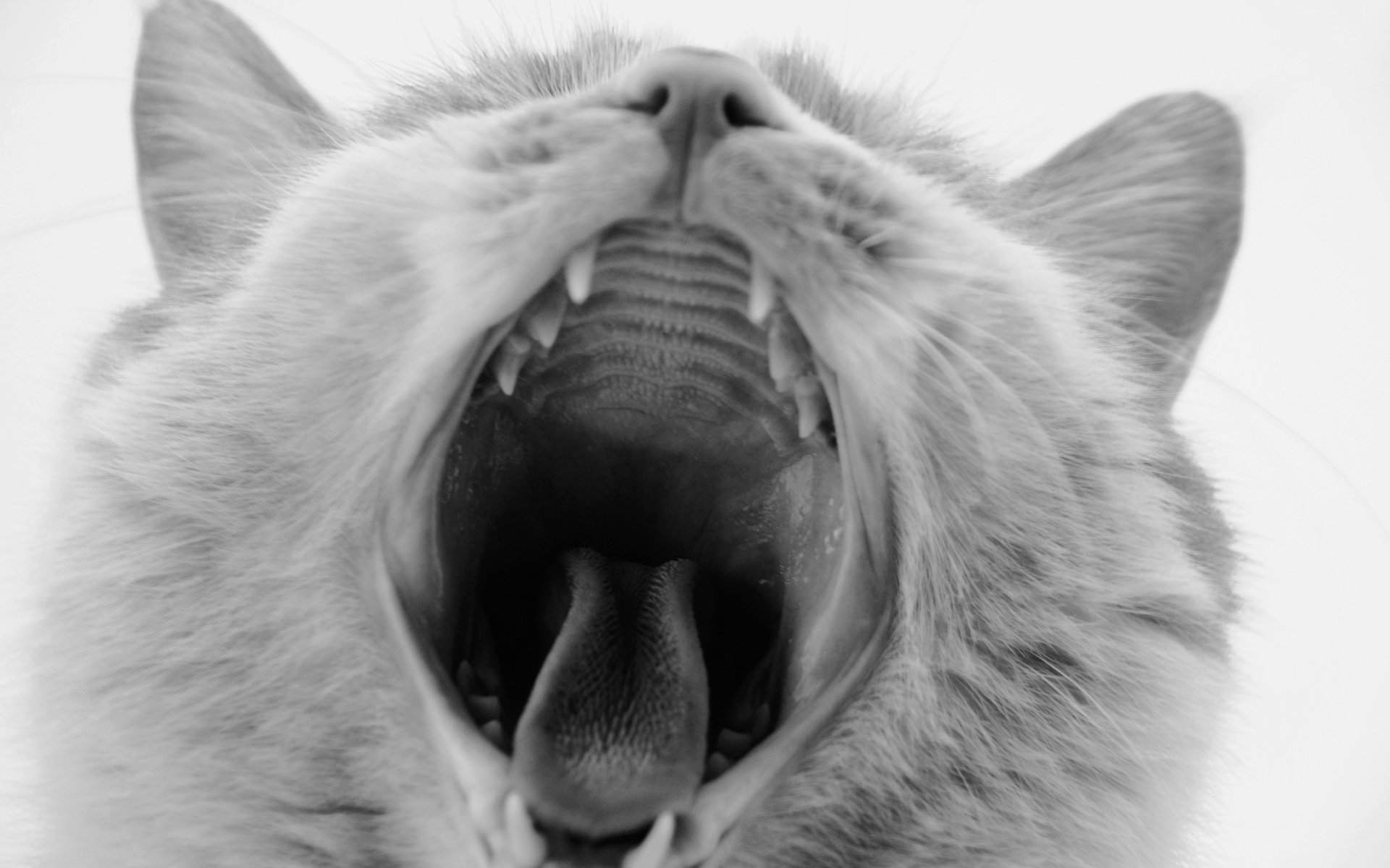 萌宠 动物 喵星人 猫 猫咪专辑 @一双铁筷 儿童桌面专用