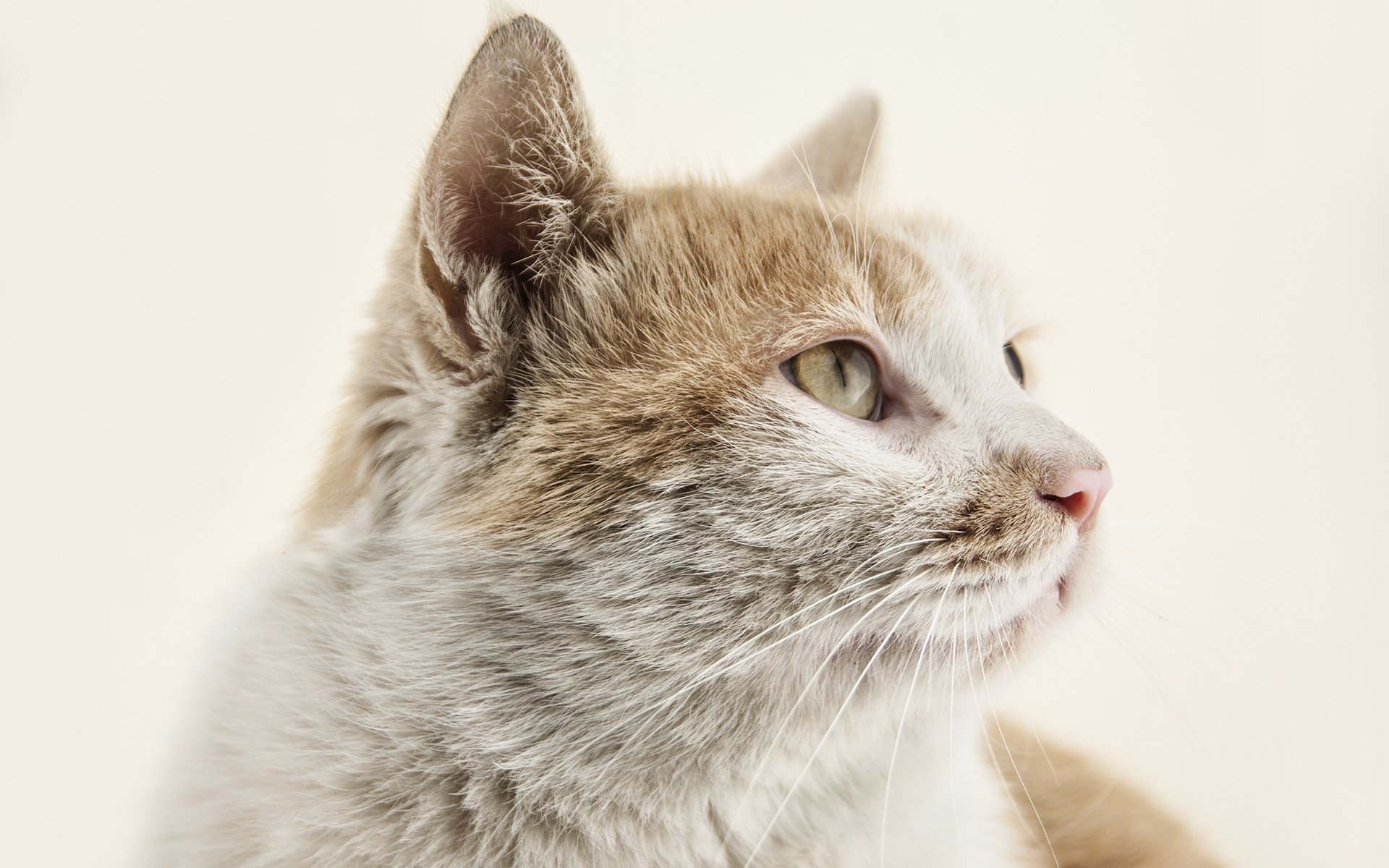 萌宠 动物 喵星人 猫 猫咪专辑 @一双铁筷 儿童桌面专用