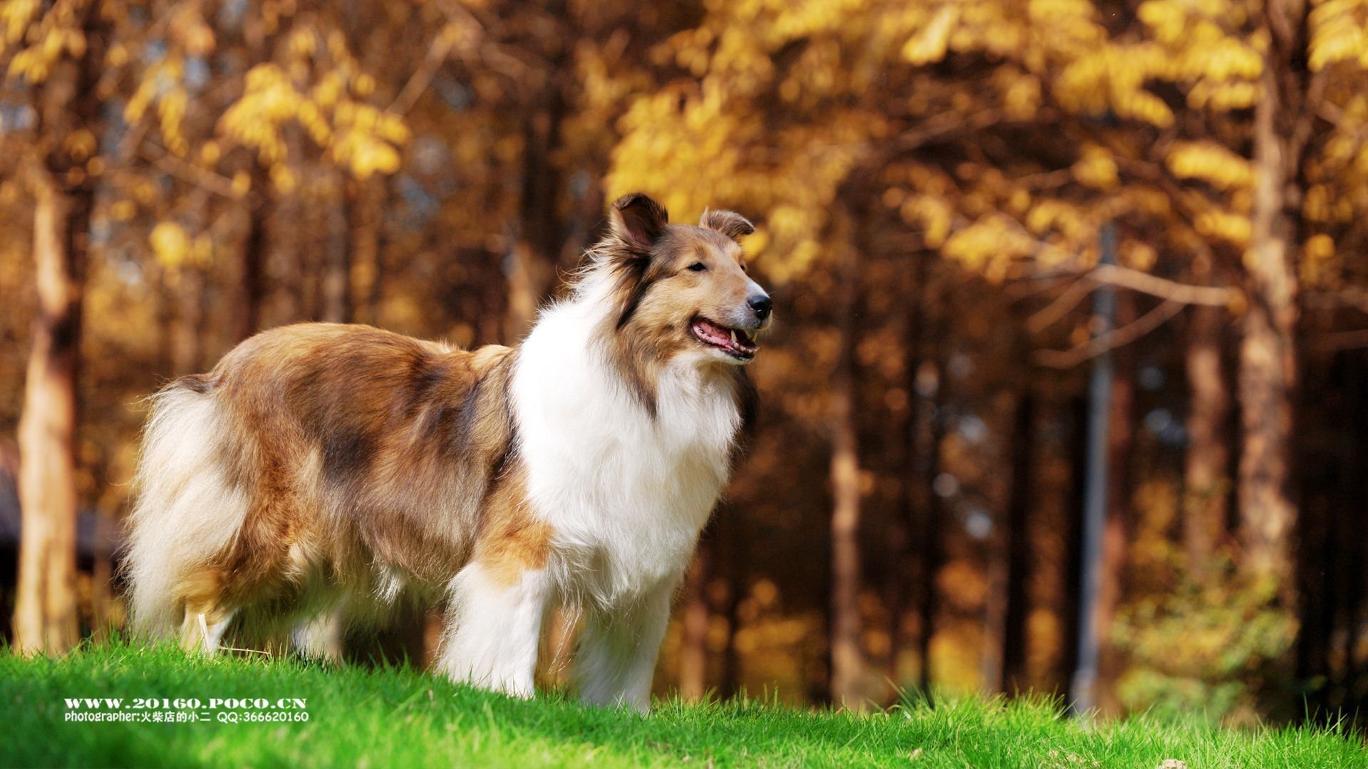 萌宠 可爱 动物 火柴宠摄 儿童桌面专用