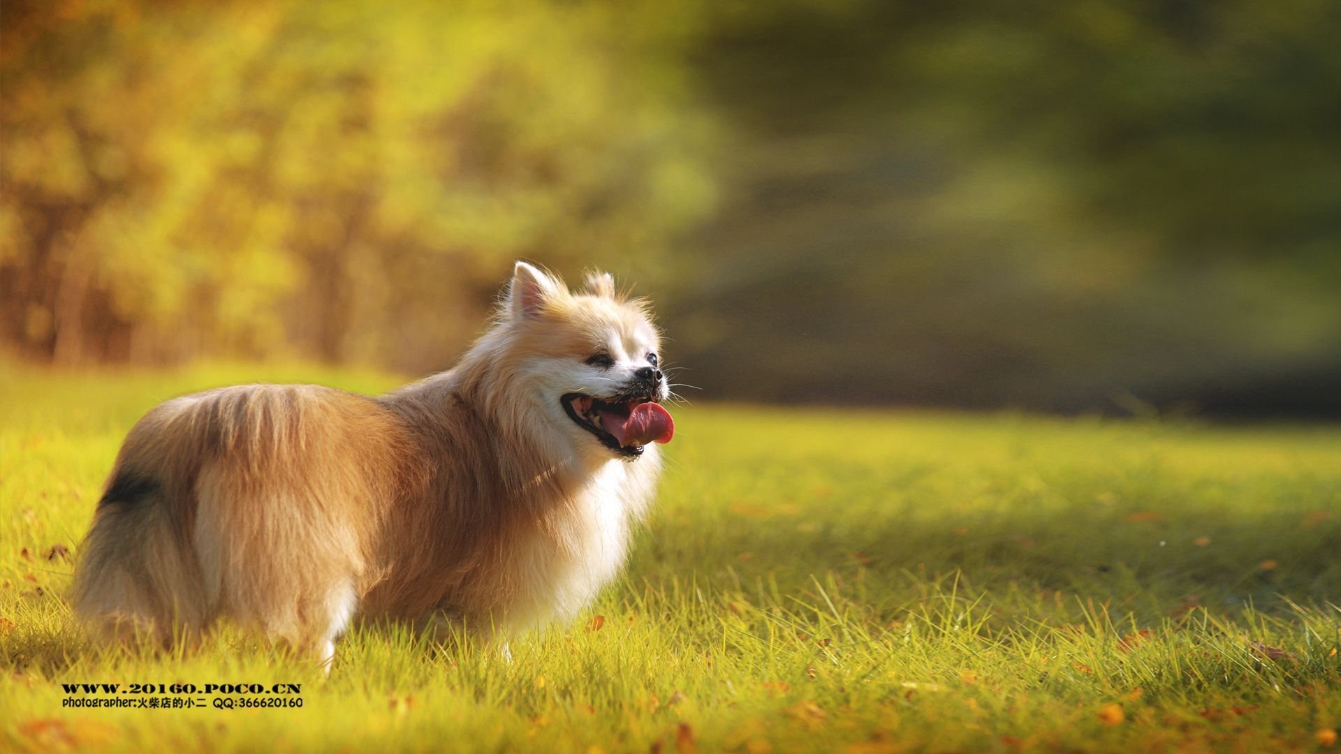 萌宠 可爱 动物 火柴宠摄 儿童桌面专用
