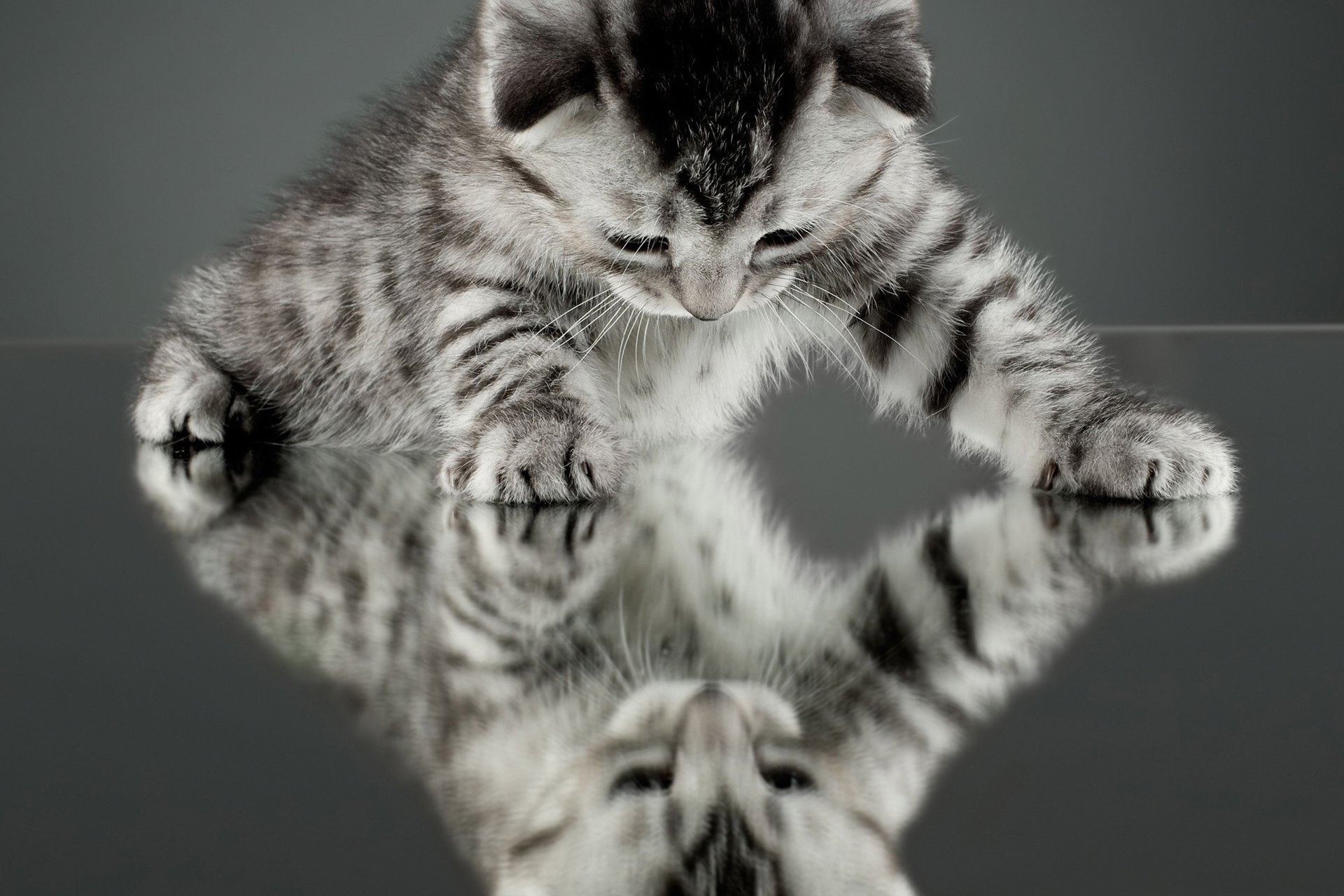 萌宠 宠物 动物 儿童桌面专用