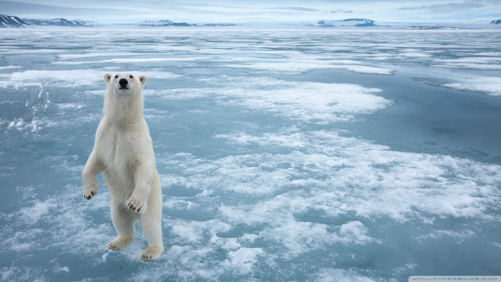 萌宠 动物  儿童桌面专用