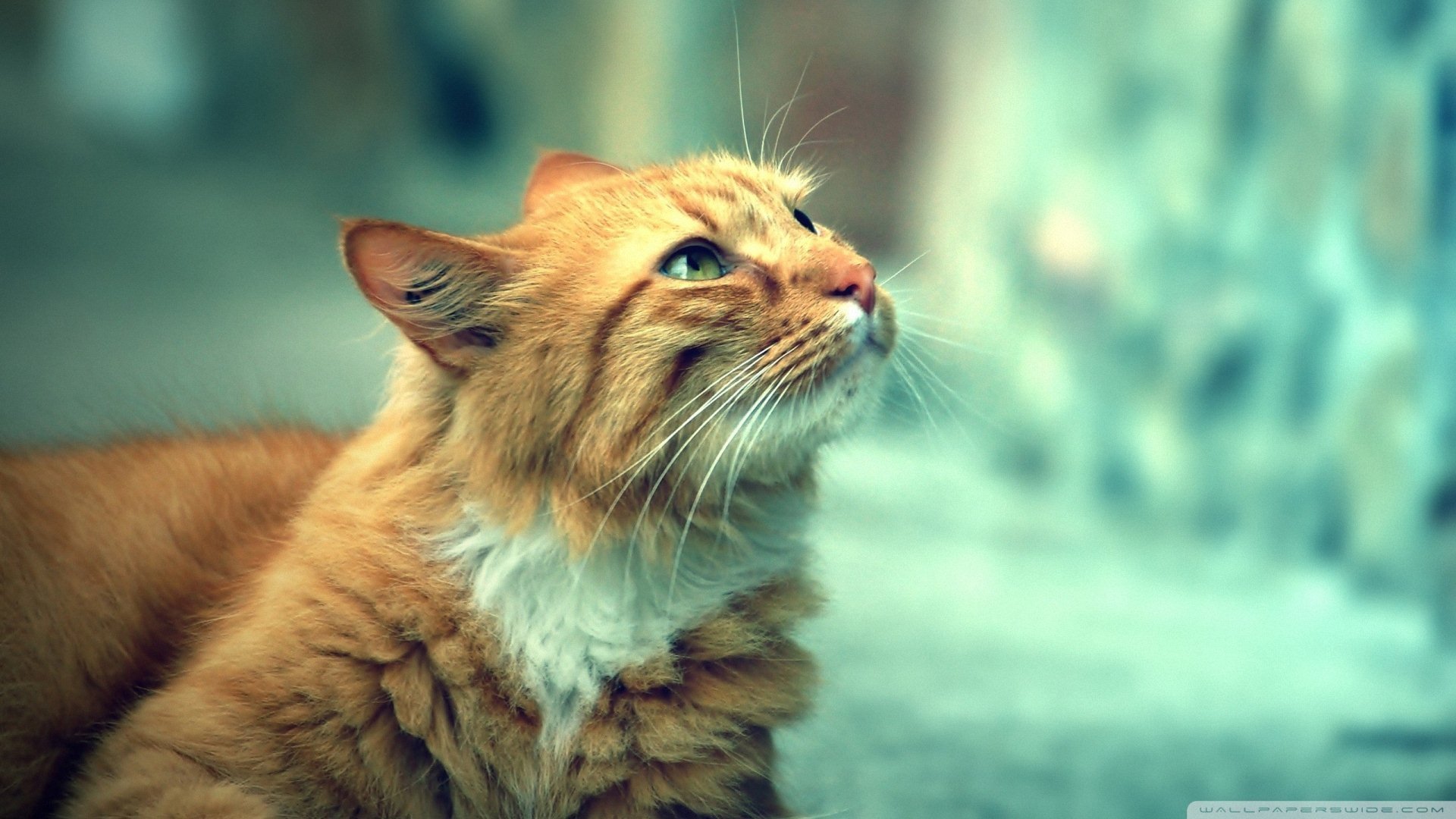 萌宠 动物  儿童桌面专用