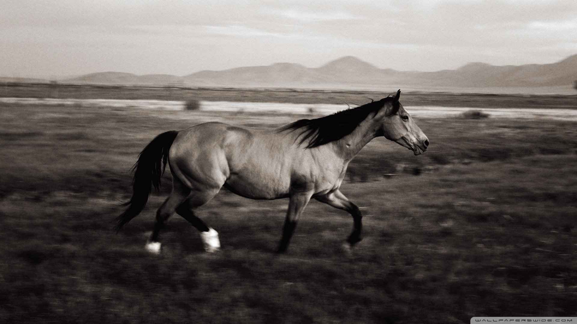 萌宠 动物  儿童桌面专用
