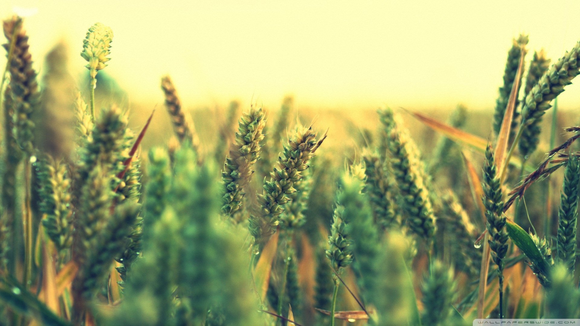 小清新 唯美 温暖 安静 阳光 温馨 儿童桌面专用