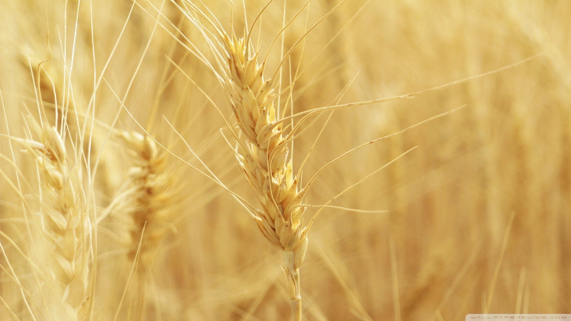 小清新 唯美 温暖 安静 阳光 温馨 儿童桌面专用