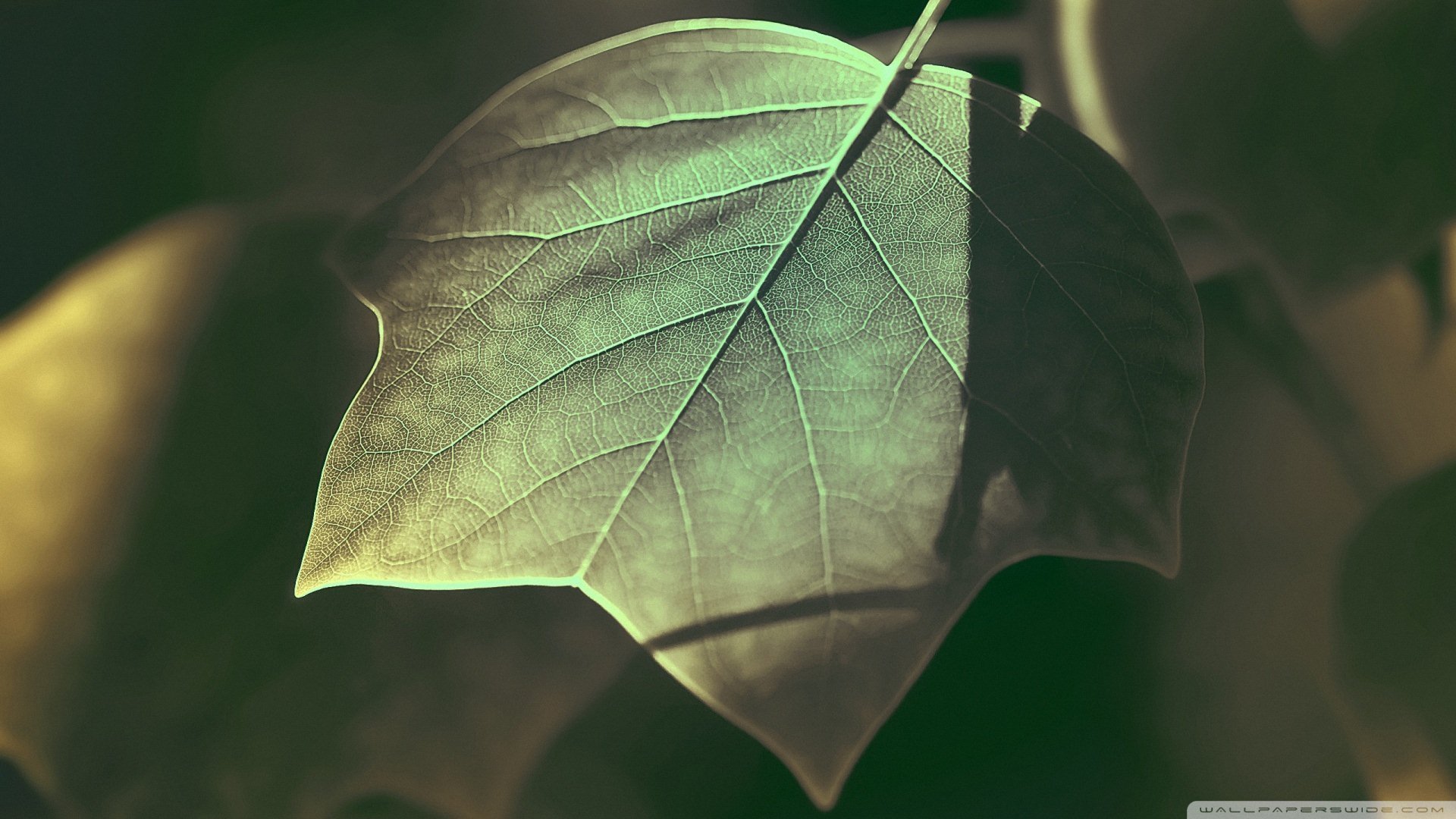 小清新 唯美 温暖 安静 阳光 温馨