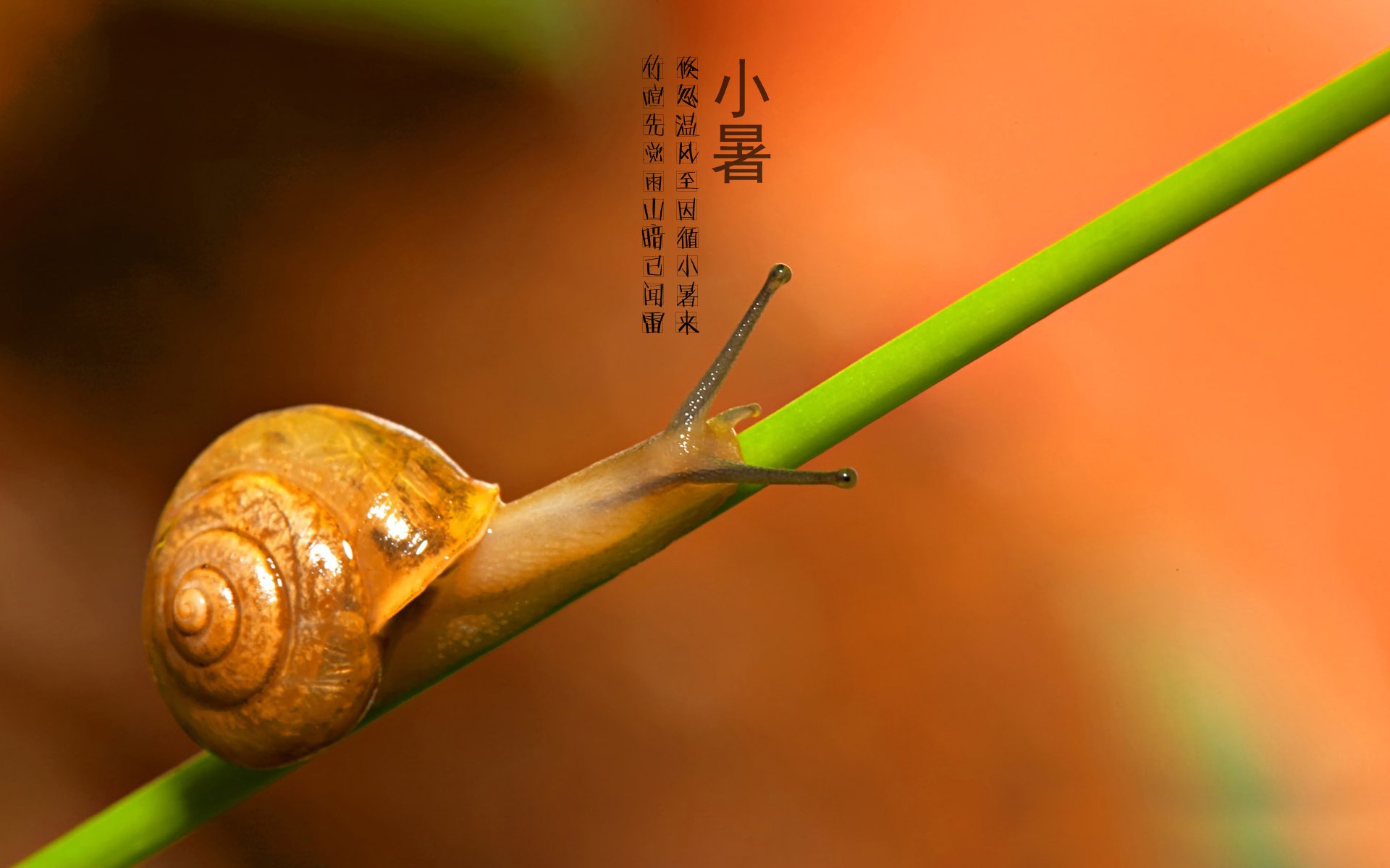 二十四节气 24节气 节气 风景 自然 风光 节日 小暑
