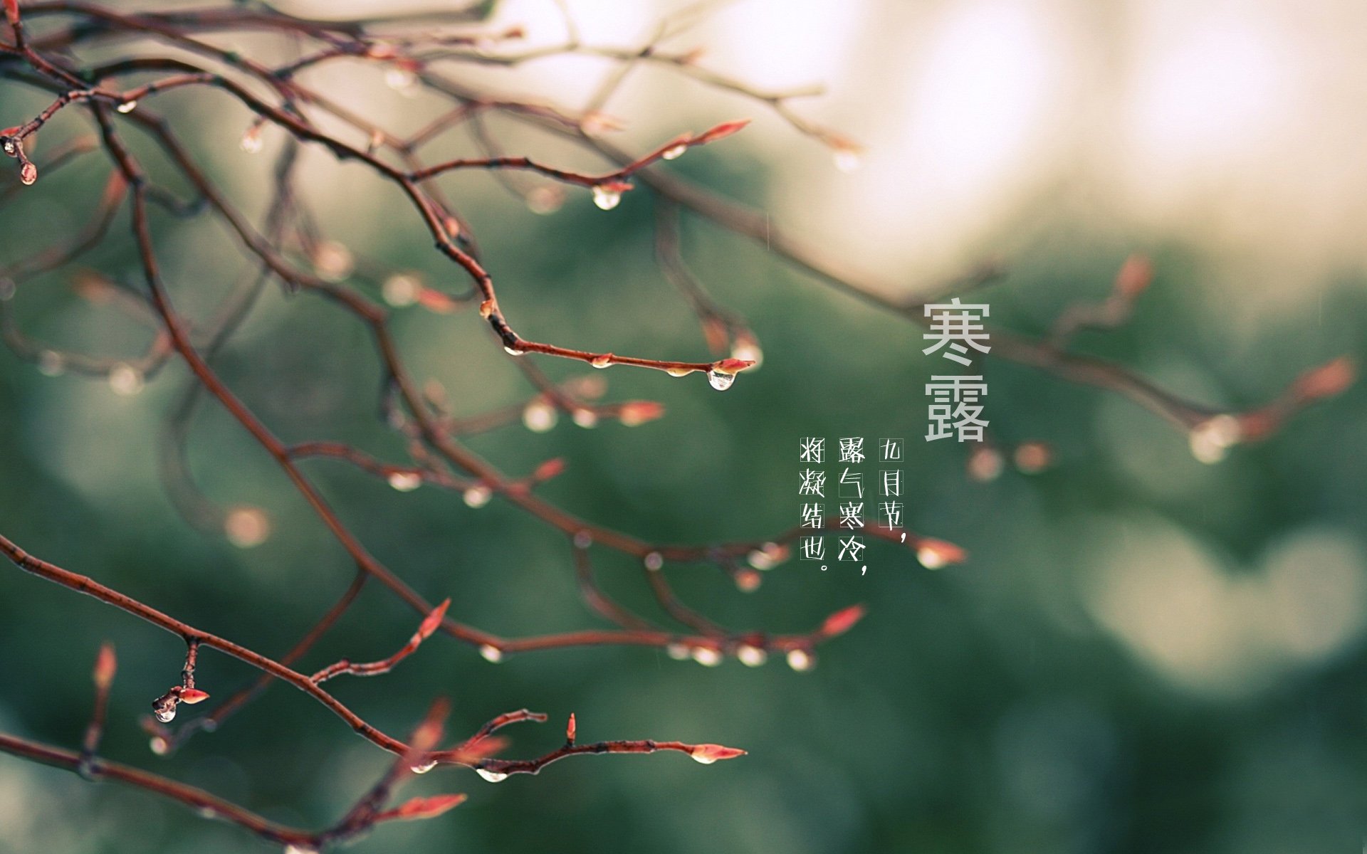 二十四节气 24节气 节气 风景 自然 风光 节日 寒露