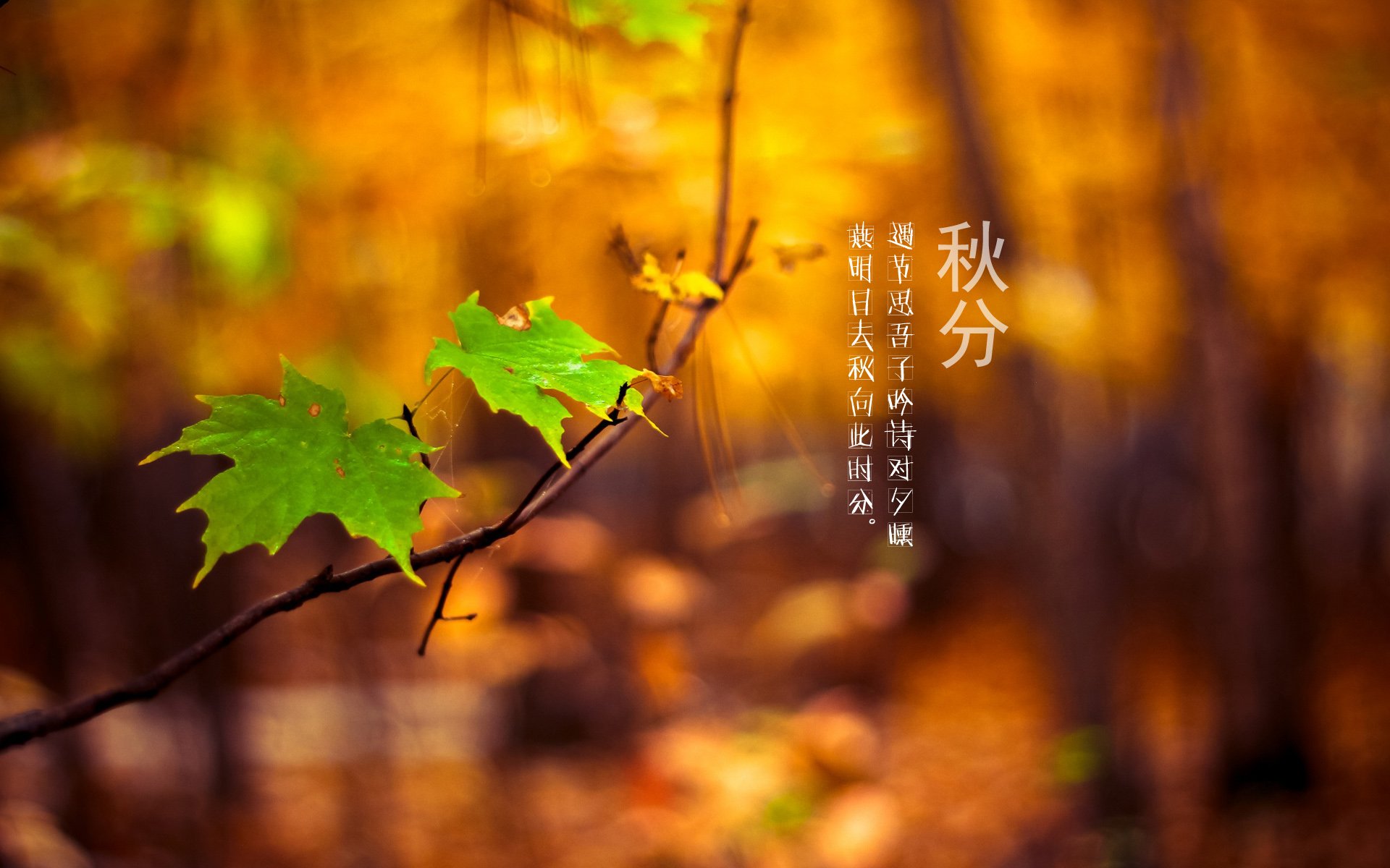 二十四节气 24节气 节气 风景 自然 风光 节日 秋分