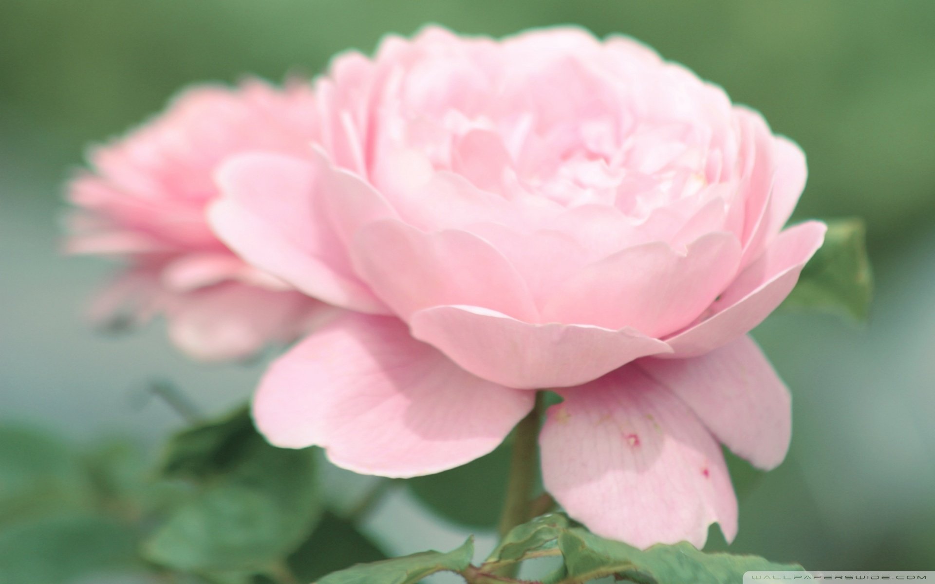 小清新 唯美 温馨 温暖 阳光 治愈系 安静 生活 慢生活 花朵 娇艳欲滴 粉色