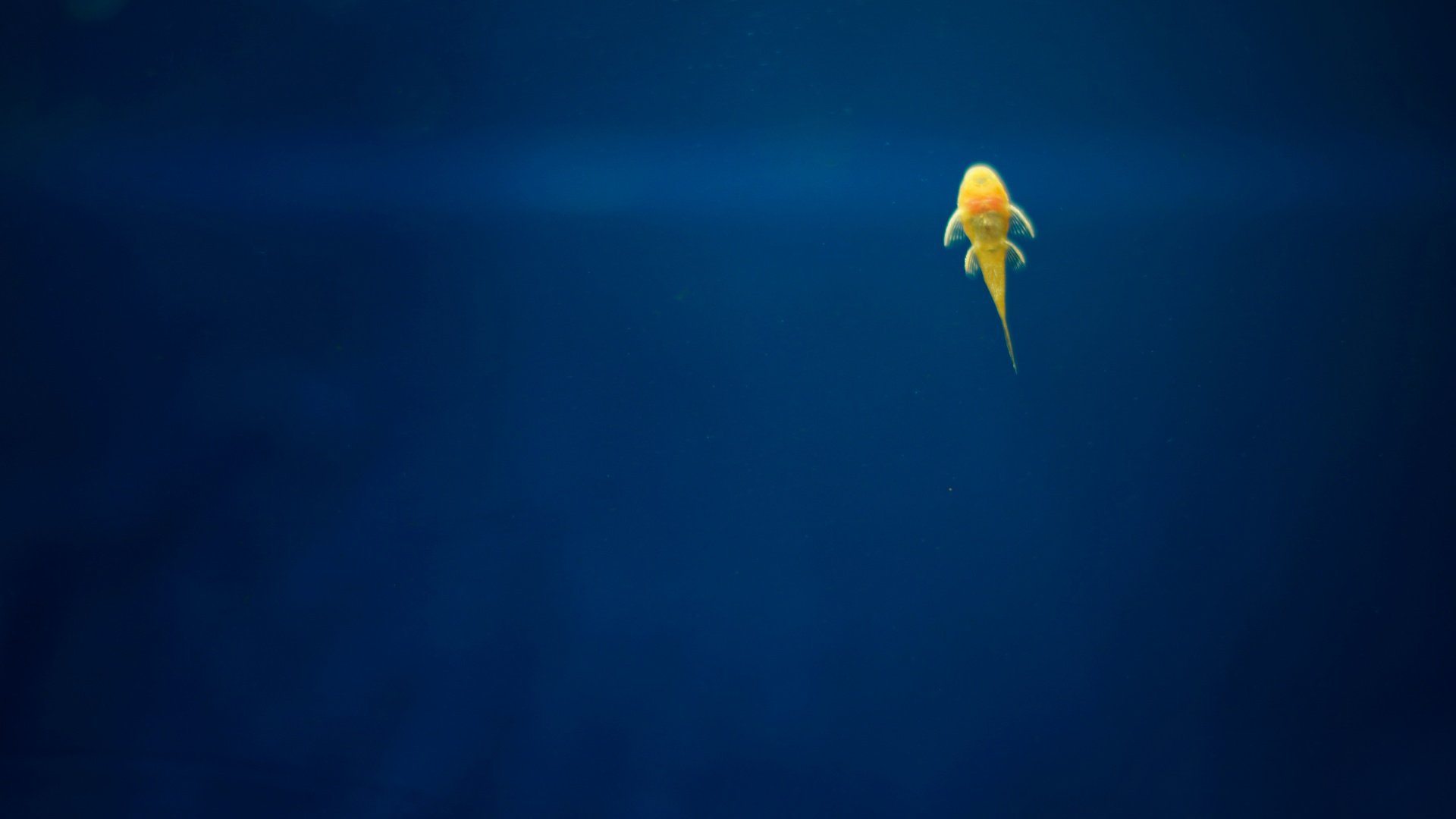 小清新 唯美 温馨 温暖 阳光 治愈系 安静 生活 慢生活 清新淡雅 温馨一刻 鱼 大海 简约 意境