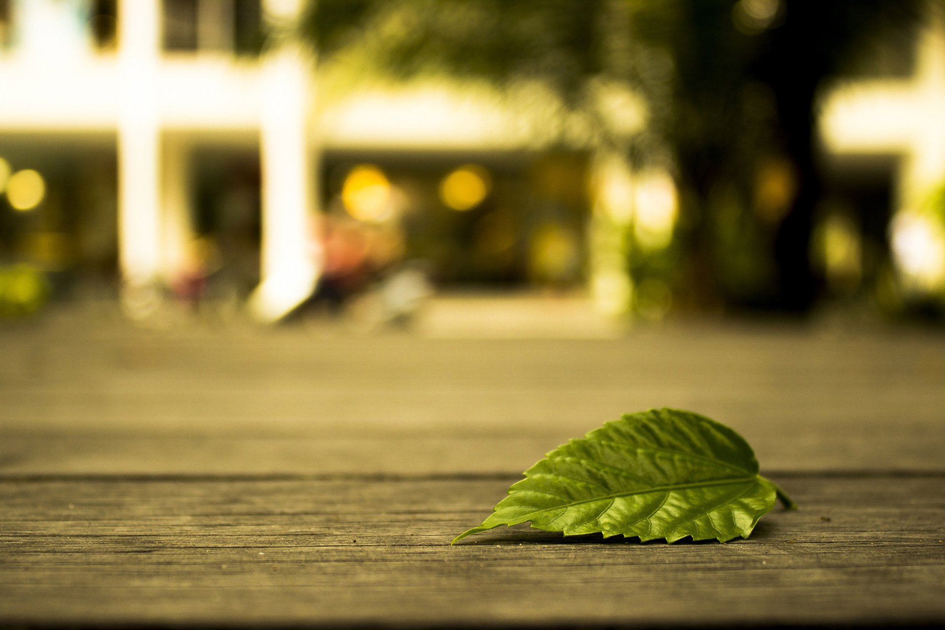 小清新 唯美 温馨 温暖 阳光 治愈系 安静 生活 慢生活 清新淡雅 温馨一刻 孤单 寂寞 离开 等待 伤感 叶子 静物写真