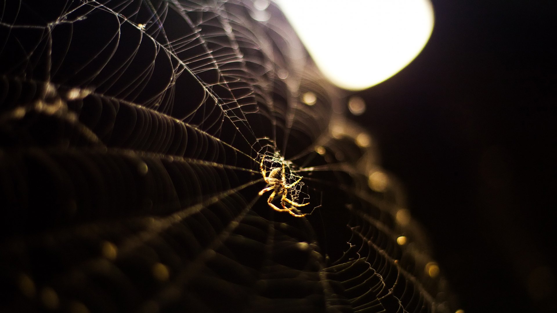 小清新 唯美 温馨 温暖 阳光 治愈系 安静 生活 慢生活 清新淡雅 温馨一刻 孤单 寂寞 离开 等待 伤感 蜘蛛网