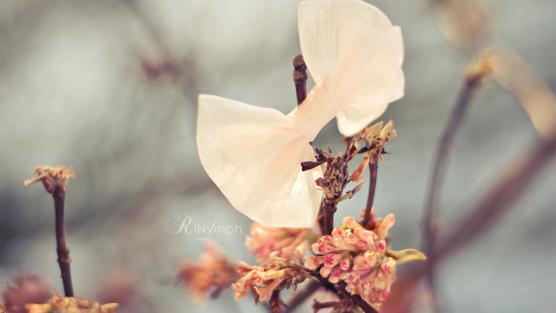 小清新 唯美 温馨 温暖 阳光 治愈系 安静 生活 慢生活 清新淡雅 温馨一刻 静物写真 物语  蝴蝶结 可爱