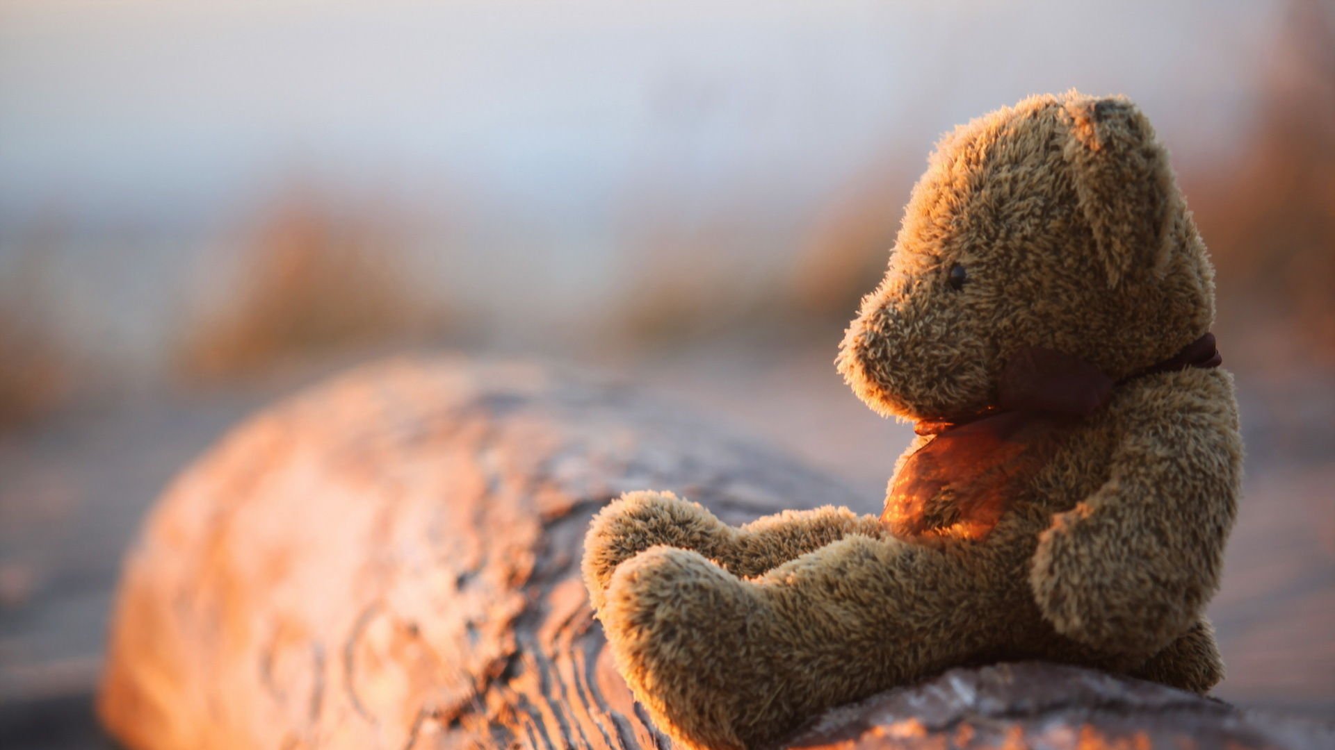 小清新 唯美 温馨 温暖 阳光 治愈系 安静 生活 慢生活 清新淡雅 温馨一刻 静物写真 物语  熊 孤单 寂寞 等待 一个人