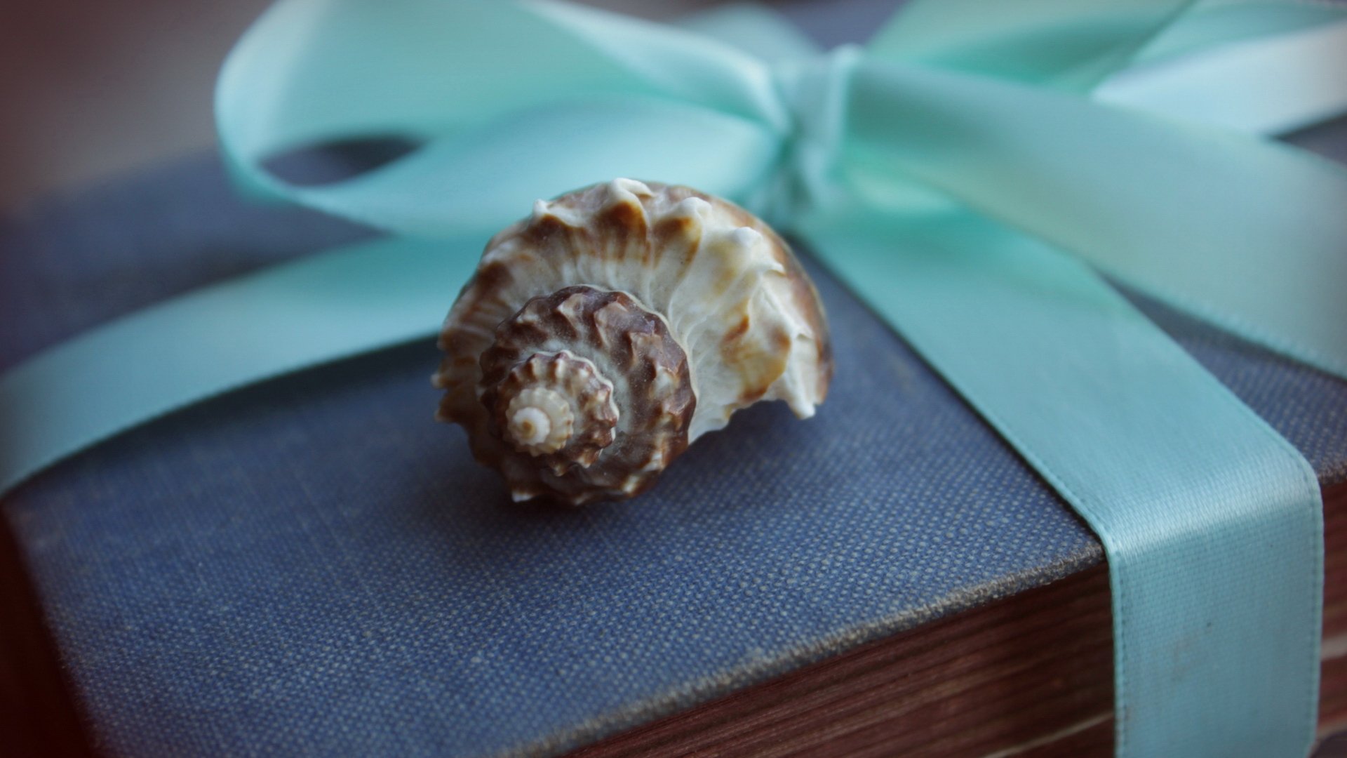 小清新 唯美 温馨 温暖 阳光 治愈系 安静 生活 慢生活 清新淡雅 温馨一刻 静物写真 物语  海螺 礼物