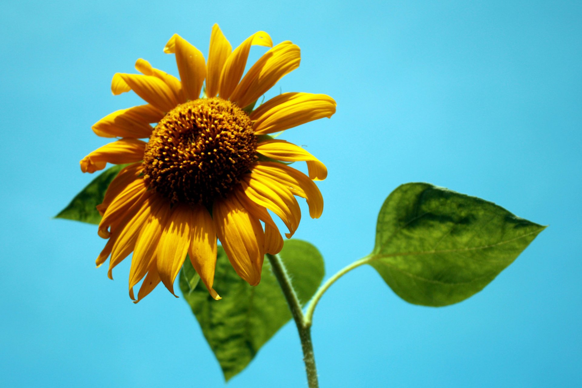 小清新 唯美 温馨 温暖 阳光 绿色养眼 自然  清新淡雅 花 春天  花团锦簇