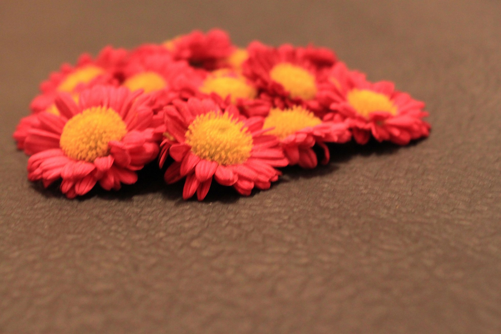 小清新 唯美 温馨 温暖 阳光 绿色养眼 自然  清新淡雅 花 春天  花团锦簇