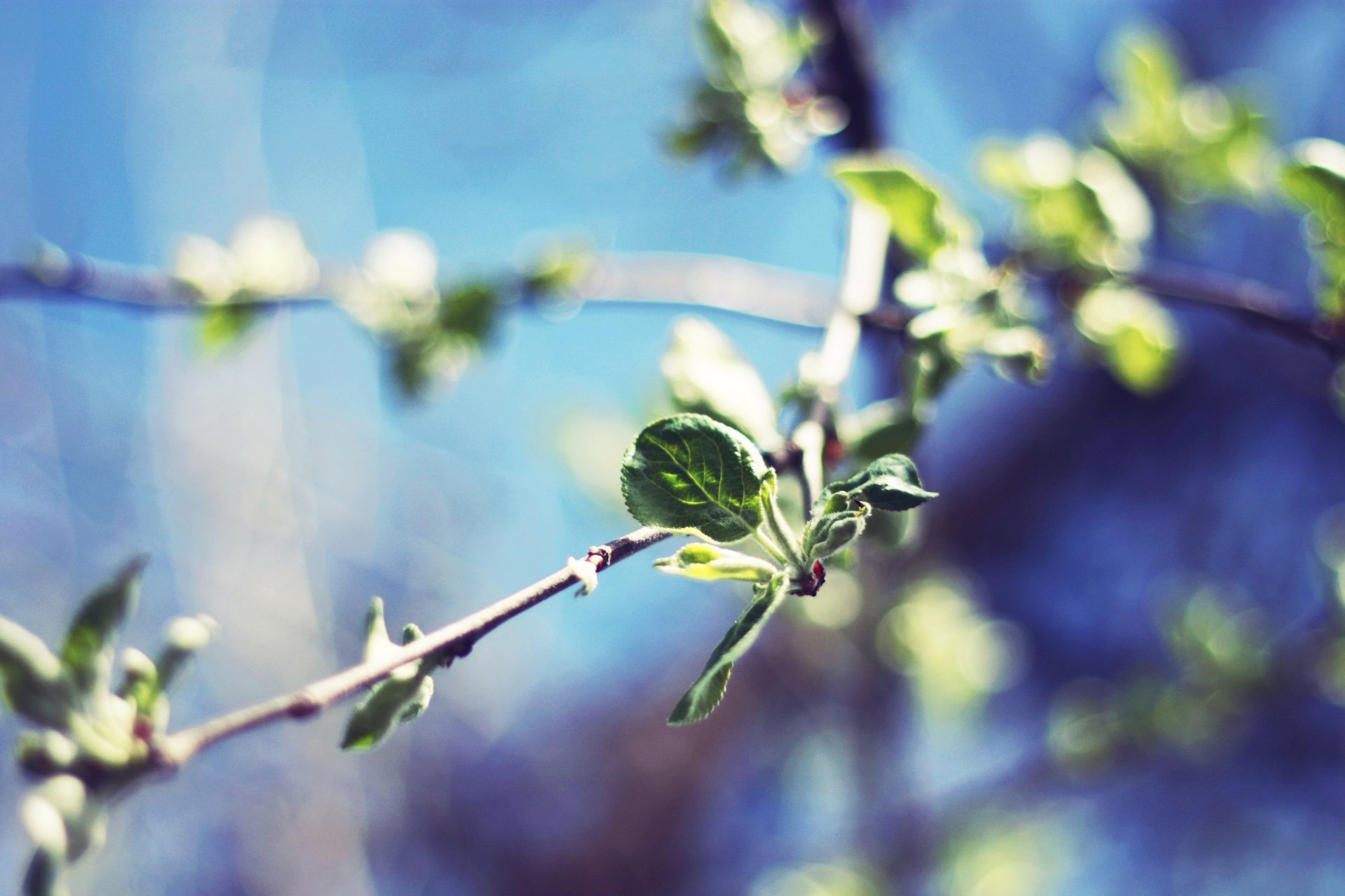 小清新 唯美 温馨 温暖 阳光 绿色养眼 自然  清新淡雅 花 春天  花团锦簇
