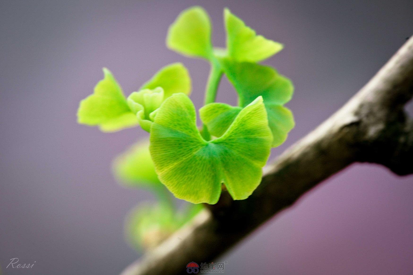 小清新 唯美 温馨 温暖 阳光 绿色养眼 自然  清新淡雅 花 春天  花团锦簇