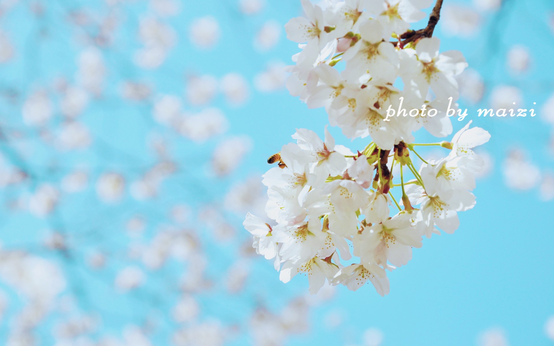 小清新 唯美 温馨 温暖 阳光 绿色养眼 自然  清新淡雅 花 春天  花团锦簇