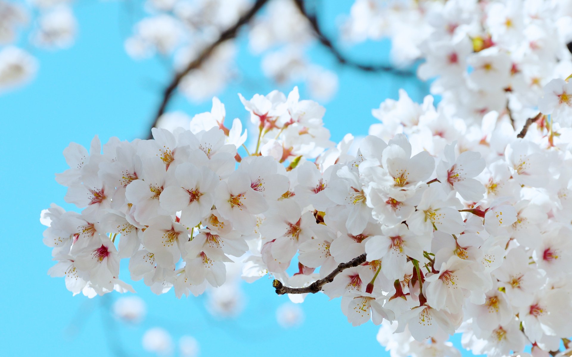 小清新 唯美 温馨 温暖 阳光 绿色养眼 自然  清新淡雅 花 春天  花团锦簇