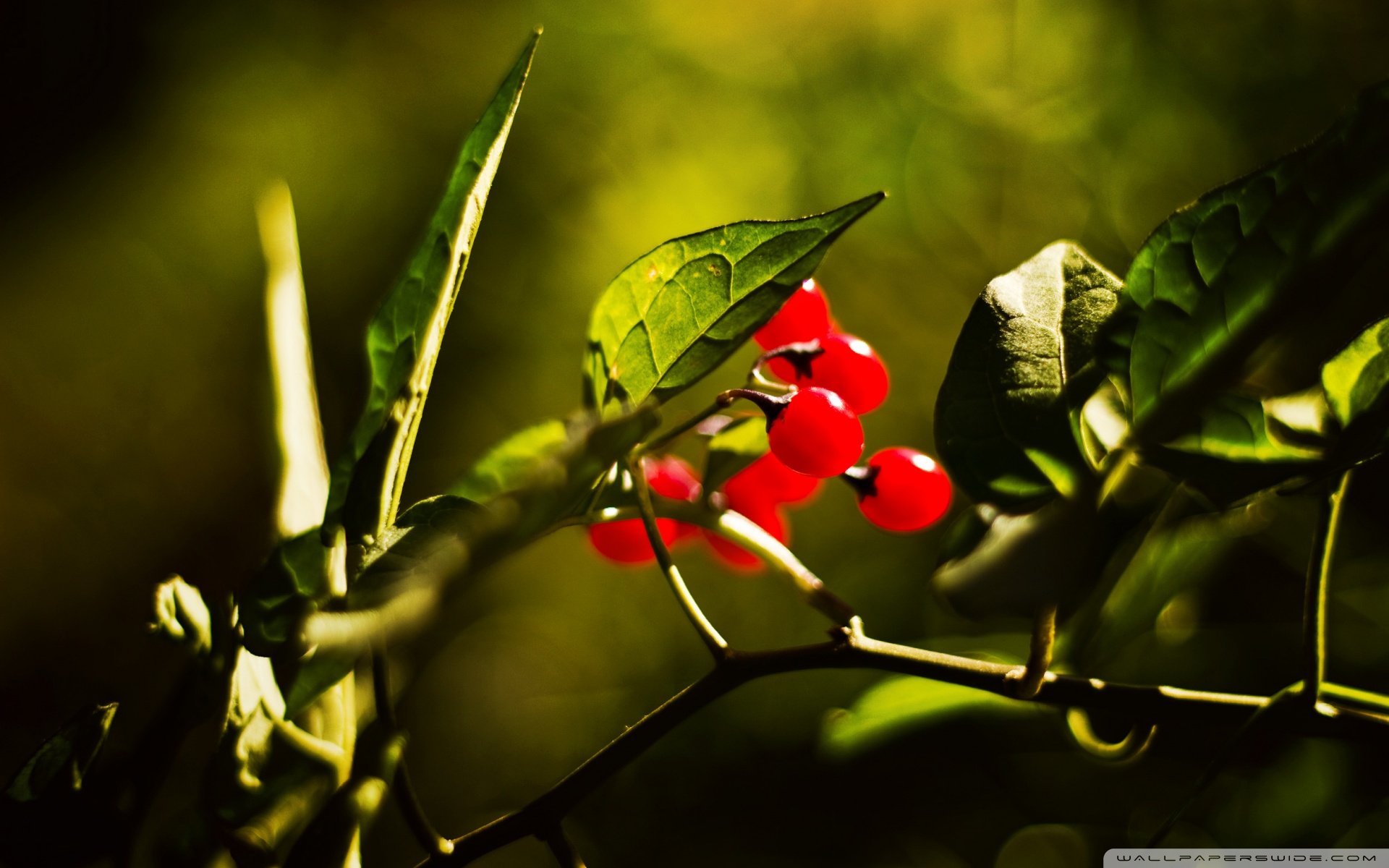 小清新 唯美 温馨 温暖 阳光 绿色养眼 自然  清新淡雅 花 春天  花团锦簇