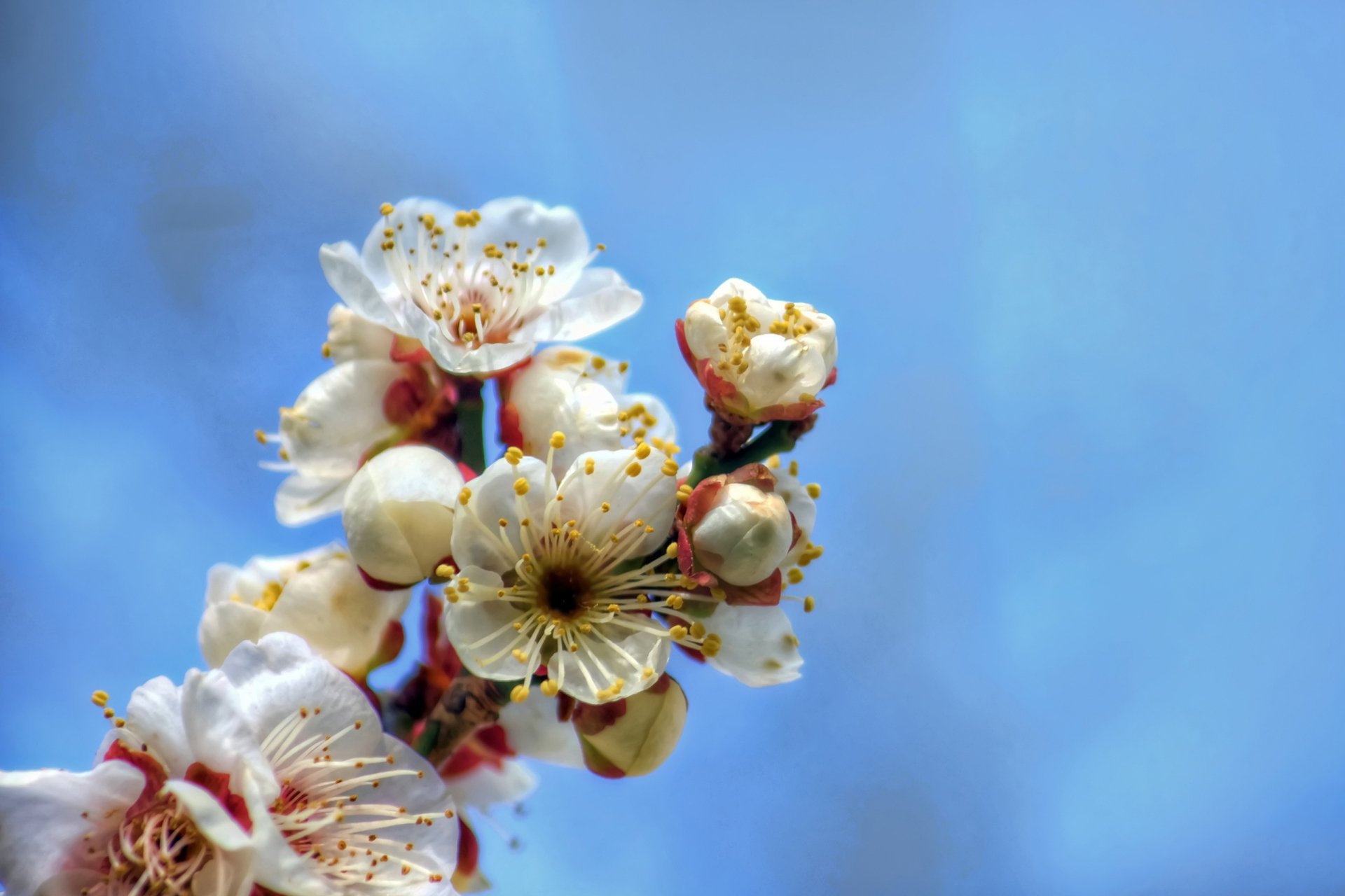 小清新 唯美 温馨 温暖 阳光 绿色养眼 自然  清新淡雅 花 春天  花团锦簇