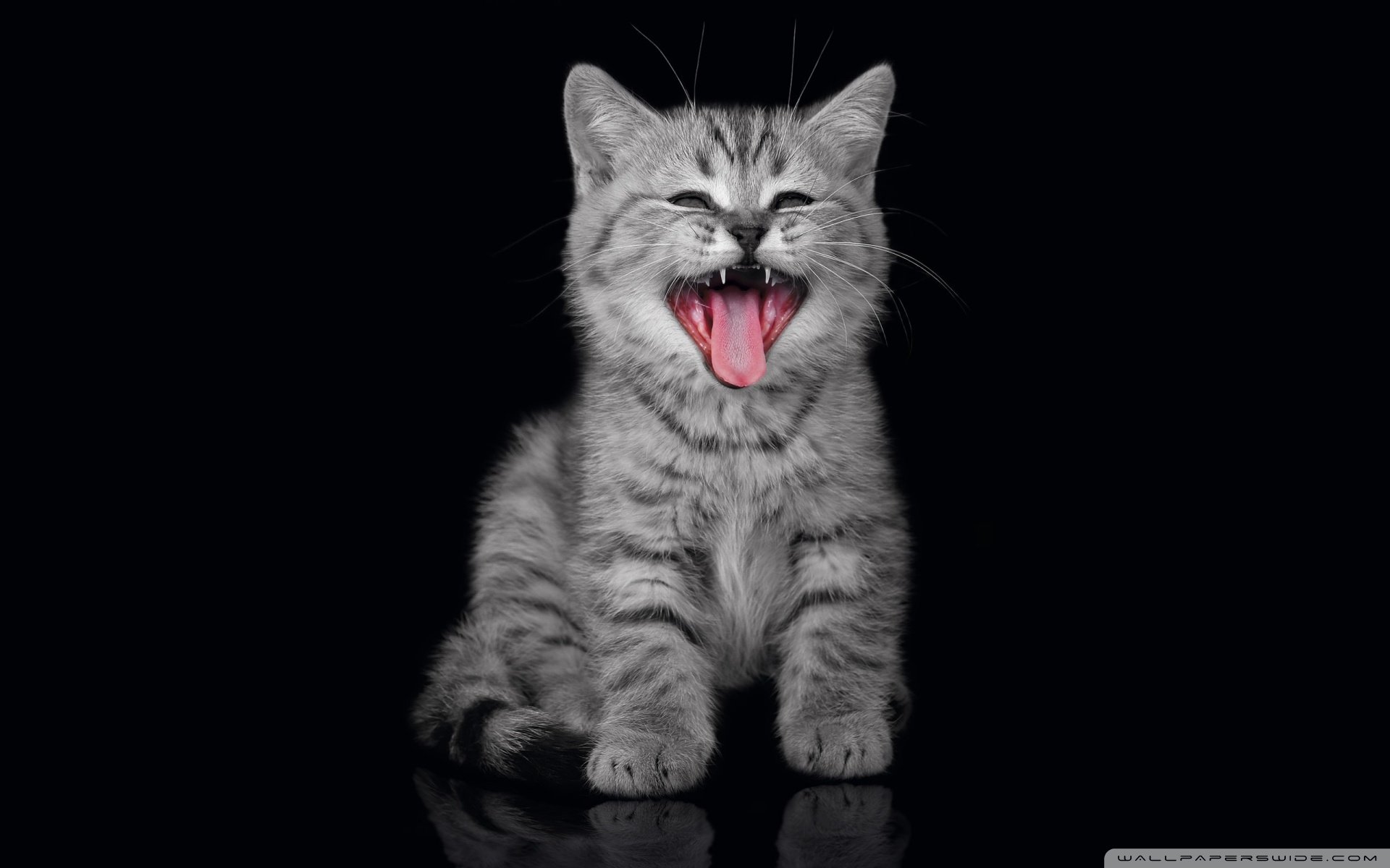 动物 古灵精怪 喵星人 猫 可爱 萌