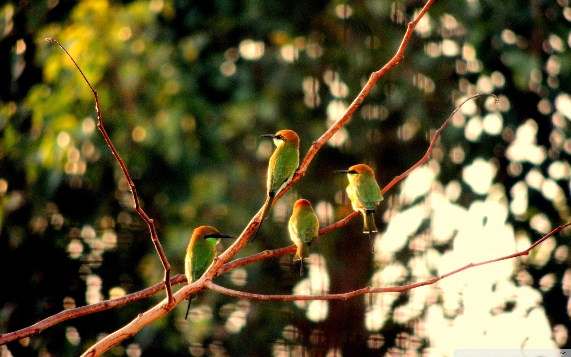动物 野生动物 飞禽 鸟 飞翔