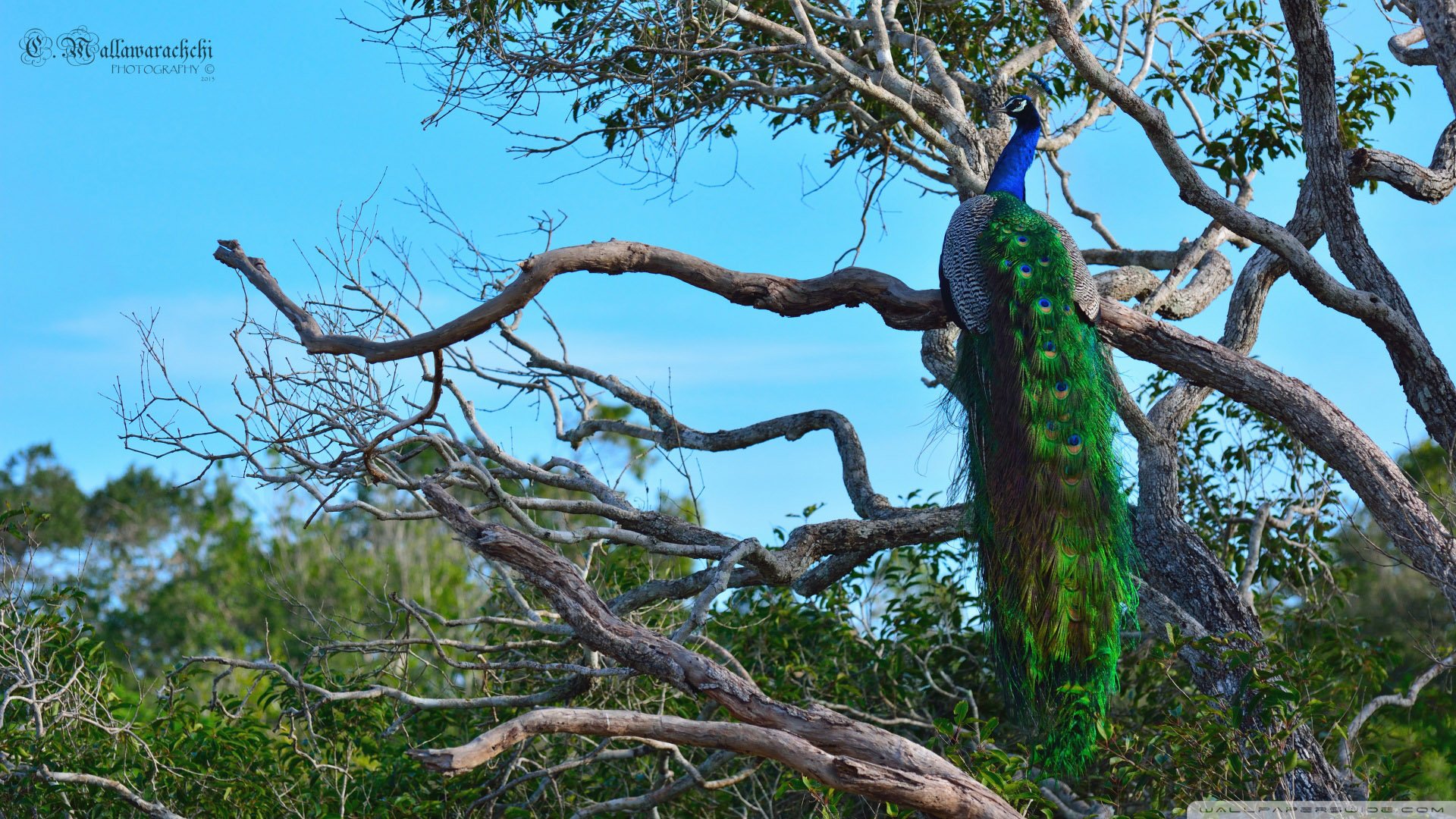 动物 野生动物 飞禽 鸟 飞翔  孔雀