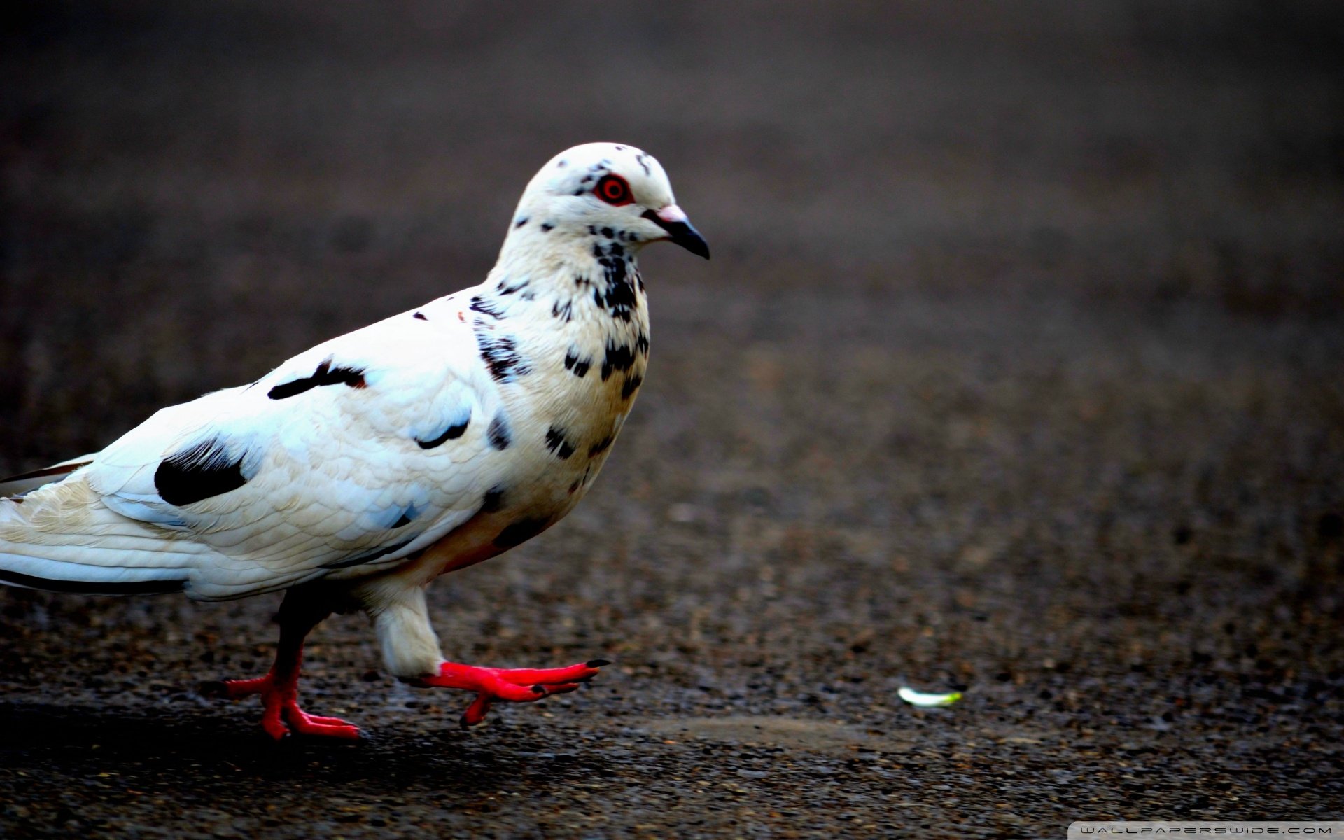 动物 野生动物 飞禽 鸟 飞翔  鸽子