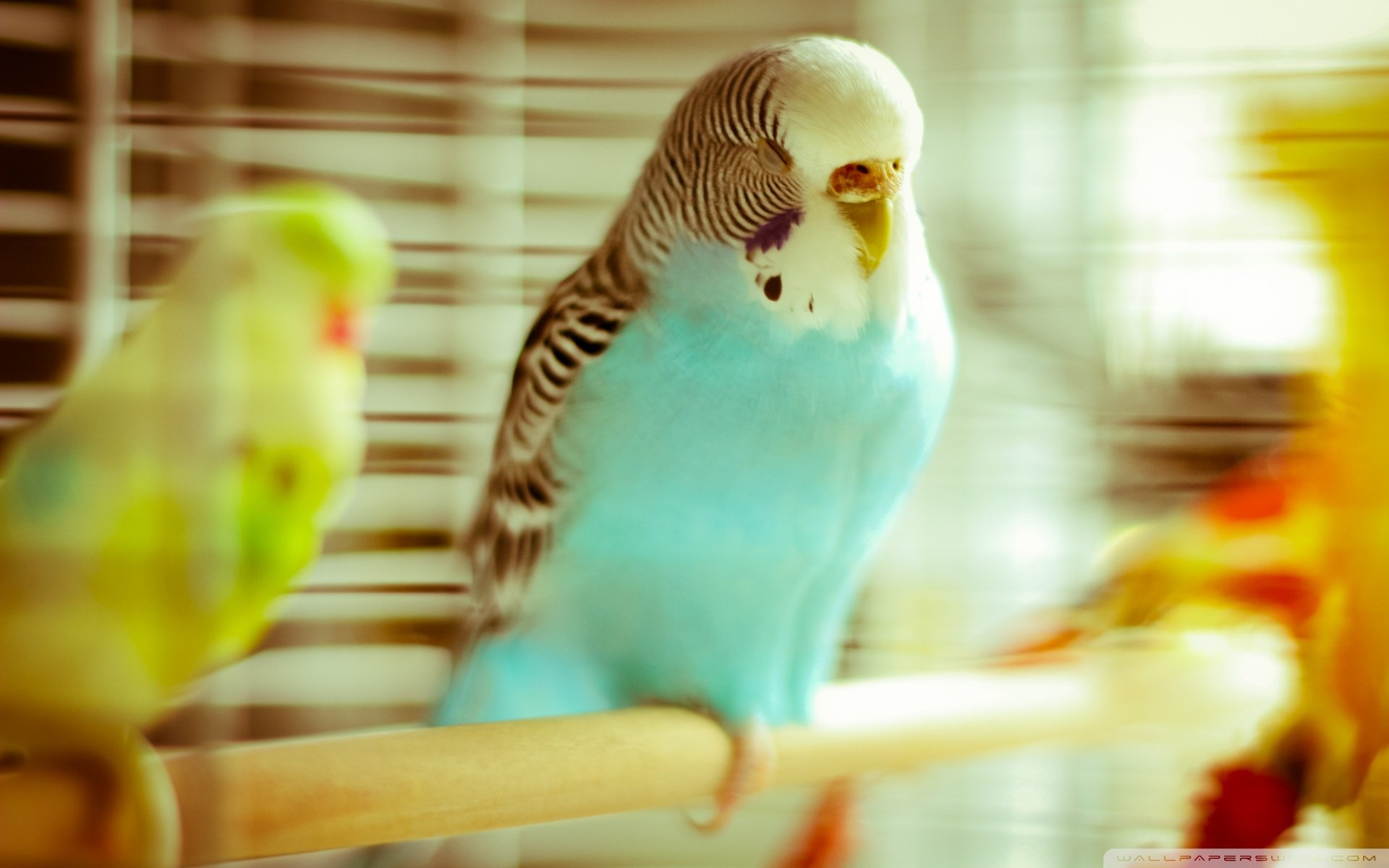 动物 野生动物 飞禽 鸟 飞翔  鹦鹉 五颜六色 彩色 色彩