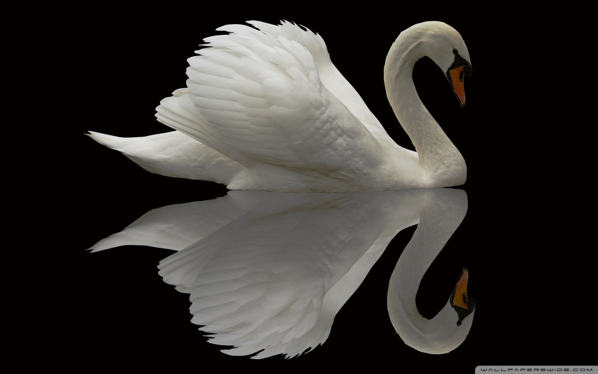 动物 野生动物 飞禽 鸟 飞翔  天鹅