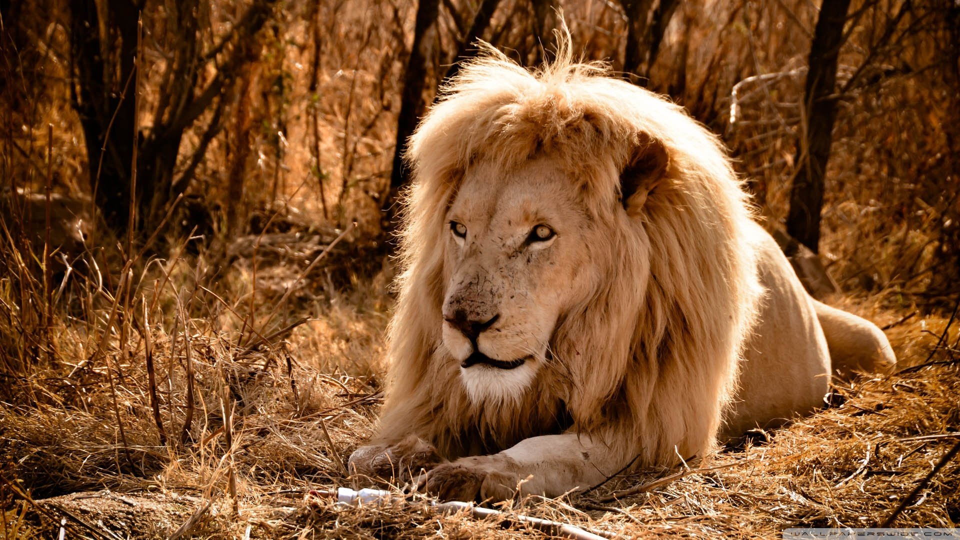 动物 野生动物 狮子
