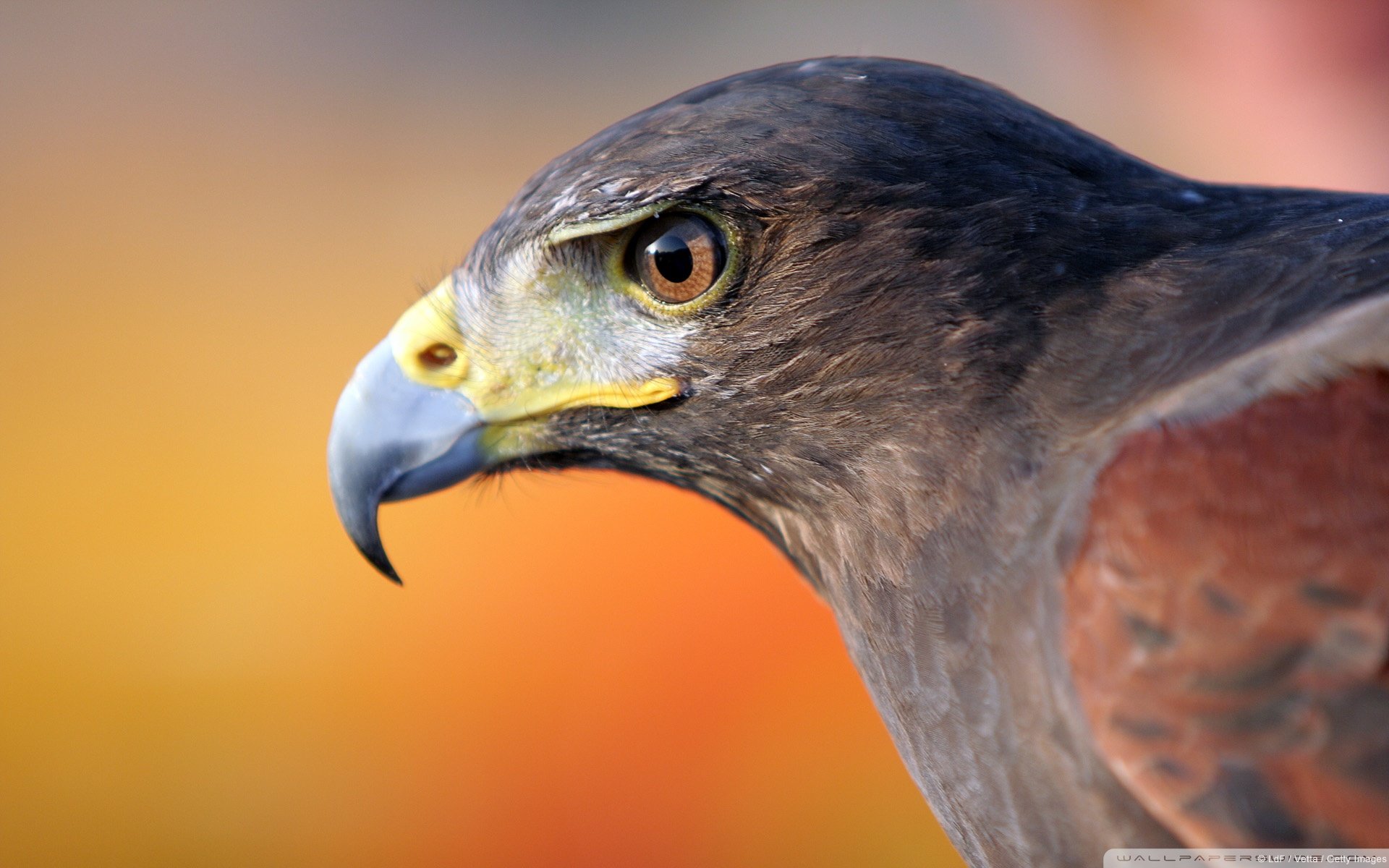 动物 野生动物 飞禽 鸟 飞翔  鹰 老鹰 天空 翱翔