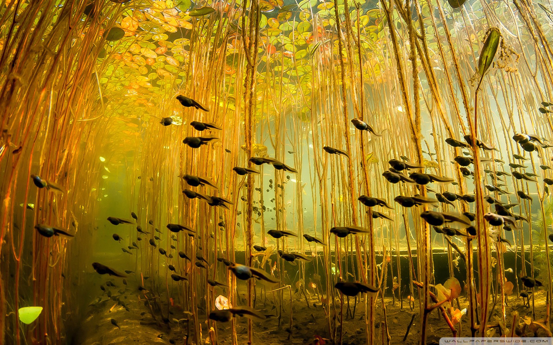 动物 野生动物 海洋天堂 海底世界 蝌蚪