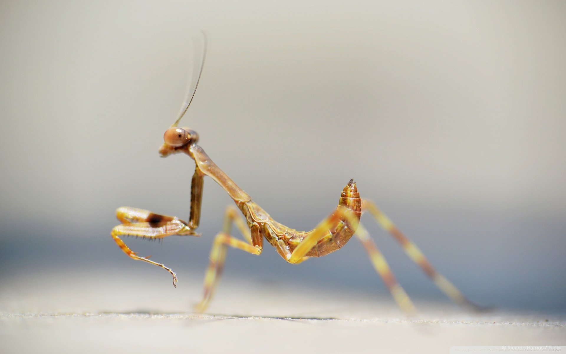 动物 野生动物 螳螂